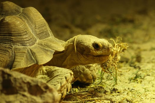 turtle is eating -detail of small turtle 