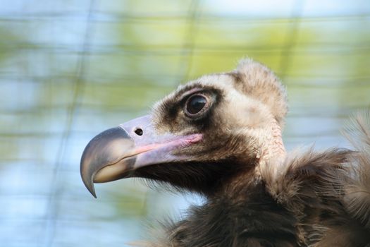 very nice detail of head of vulture 