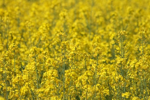 nice natural yellow flower from the spring field 