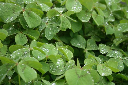fresh green leaves as nice natural background 
