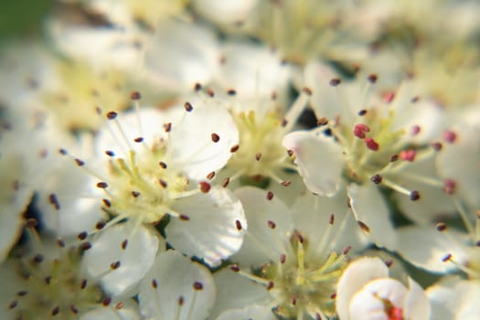 nice white flowers from the apple tree