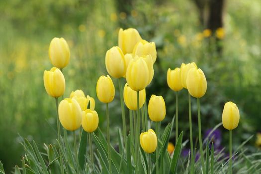 nice white flowers on the green background 