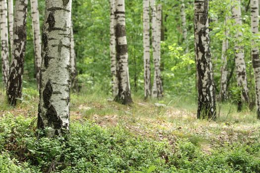 very nice spring forest with nice trees 