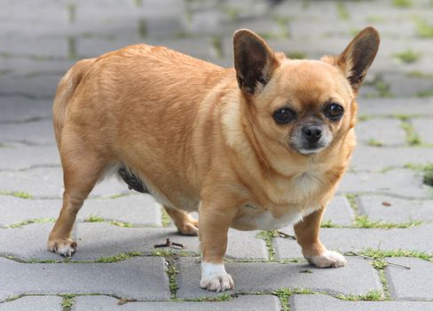 sweet small and very fat old chihuahua 