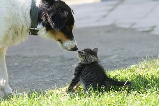 cat and dog (dog want to be friend)