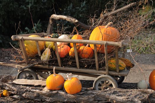 natural pumpkins background from the halloween garden