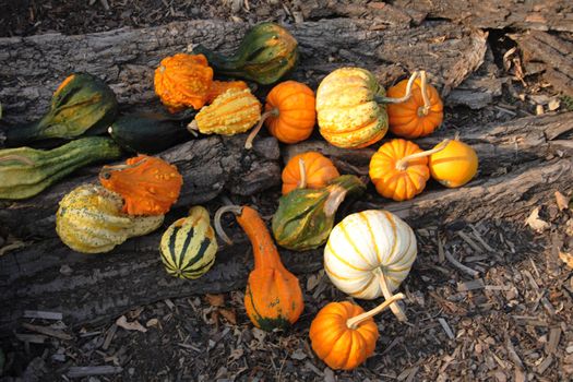 pumpkins background from the halloween garden