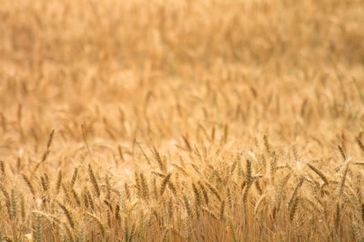 golden corn field from the czech republic 