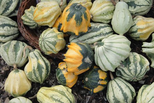 natural pumpkins background from the halloween garden
