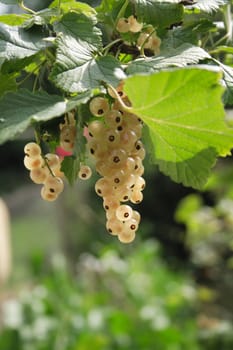 nice fresh white currant with the green leaves 