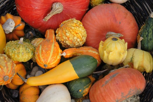 natural pumpkins background from the halloween garden
