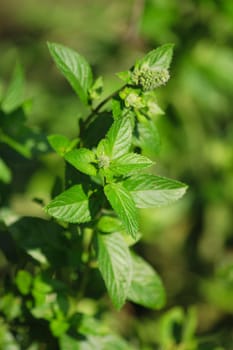 nice fresh mint from my small garden 