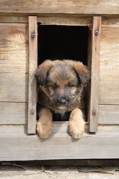 small fat dog in his house waiting 