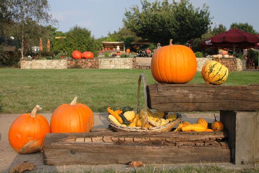 pumpkins background from the halloween garden