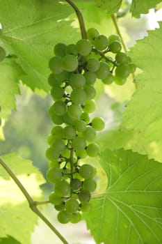 nice fresh grapes with the green leaves 