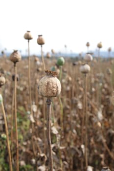 nice poppy field from the czech republic 