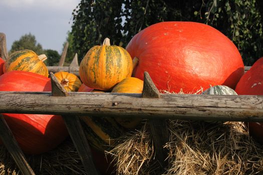 pumpkins background from the halloween garden