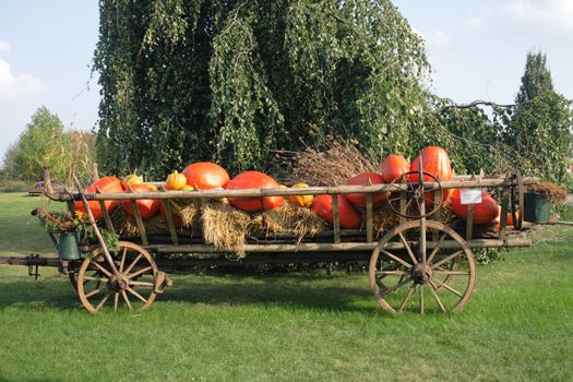 pumpkins background from the halloween garden