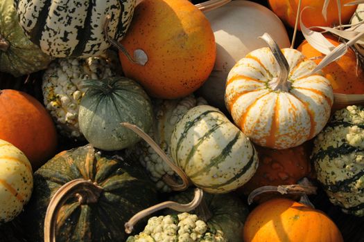 pumpkins background from the halloween garden