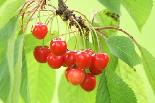 fresh red cherries on the green leafy background 