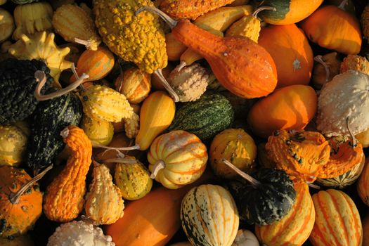 pumpkins background from the halloween garden