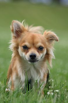 sweet small chihuahua in the green park 