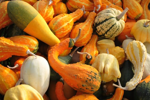 natural pumpkins background from the halloween garden