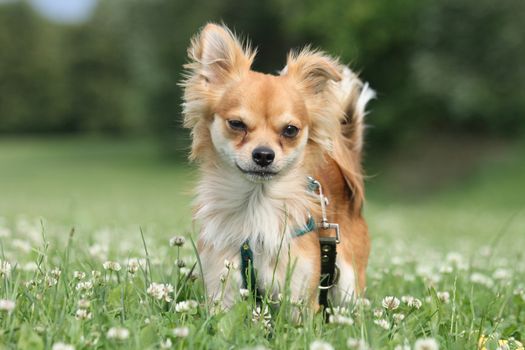 sweet small chihuahua in the green park 