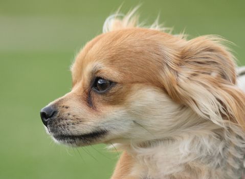sweet small chihuahua in the green park 