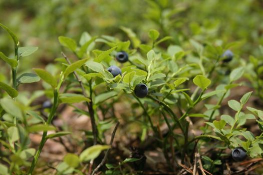 nice fresh blueberries in the green background 