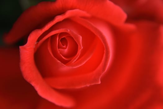 nice fresh red rose as flower background 
