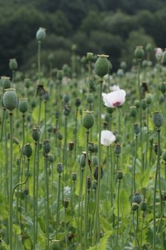 poppy field with green leaves and flowers 