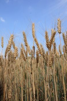 golden corn and the blue sky as natural background