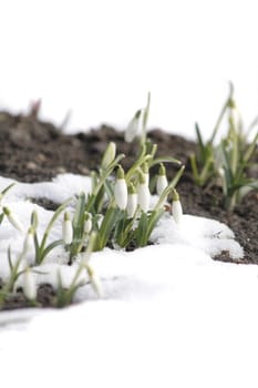 fresh white spring flowers in the last snow 