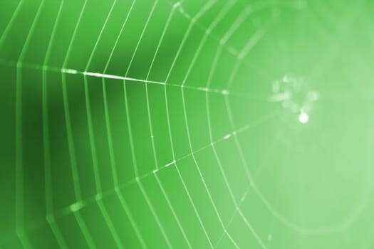 nice spider net from the spring forest 