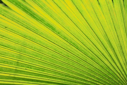 green leaf background from the palm tree