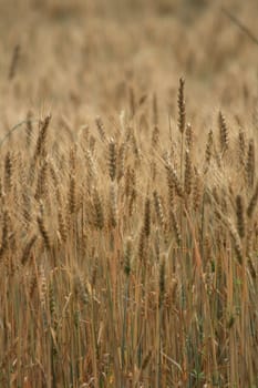 golden corn as very nice natural background