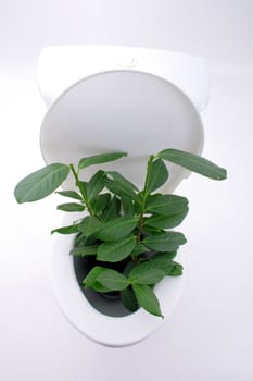gardening at toilet isolated on the white background