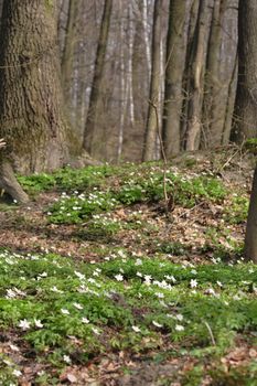 spring forest from the jeseniky mountains 