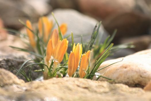 fresh white spring flowers in the rocky place