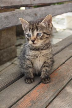 small cat is resting in his home 