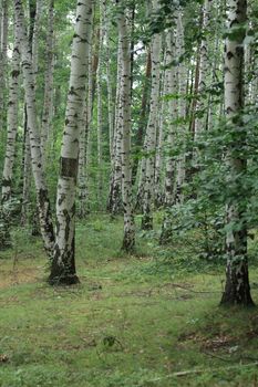 very nice green forest in the early spring 