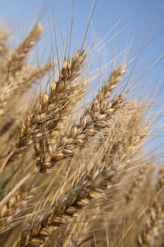 golden corn and the blue sky as natural background