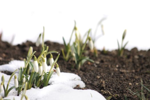 fresh white spring flowers in the last snow 