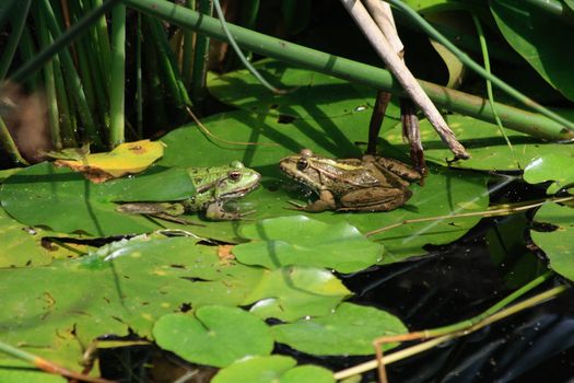 two frogs on the valentine day as two lowers