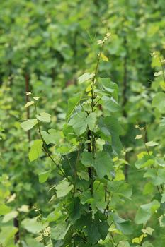 nice spring green vineyard in czech republic