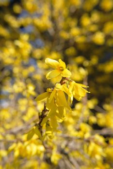 nice yellow spring flowers from the nature
