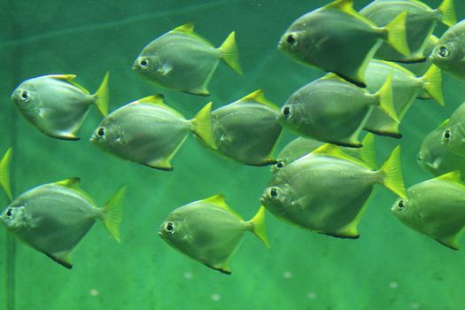 nice small group of fishes in natural environment 