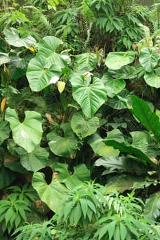 green leaf background from the small jungle
