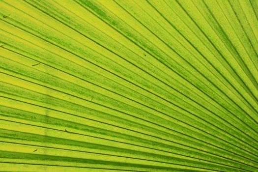 green leaf background from the palm tree